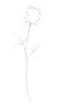 A white rose laid to rest